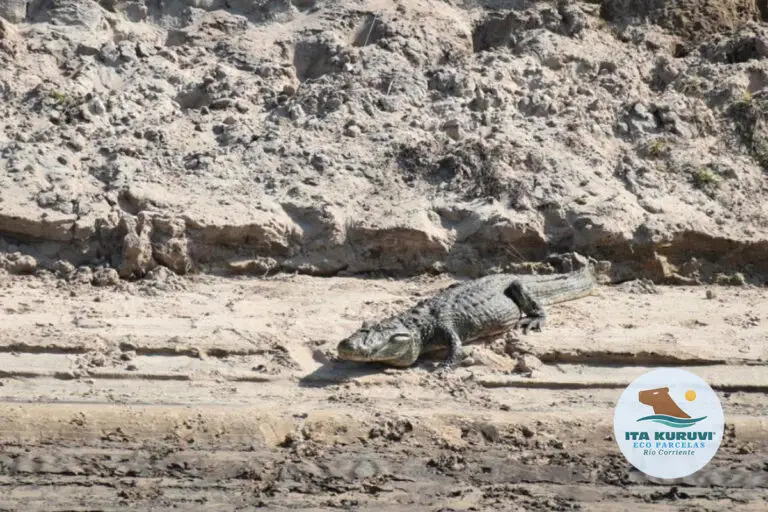 loteo_ita_kuruvi_tulotetulugar_21