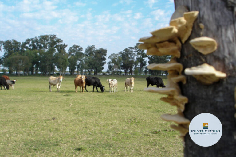 loteo_punta_cecilio_tulotetulugar_20